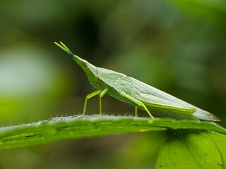 Acrida Cinerea on a leaf with blur background