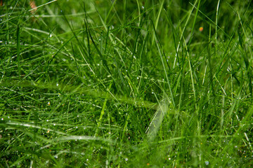 green grass with dew drops