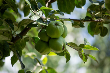 green apples on a tree