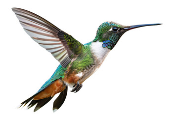 Fototapeta premium a colorful bird flying in the air