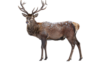 a deer with snow on it