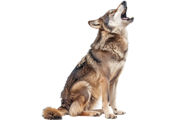 a wolf with its mouth open