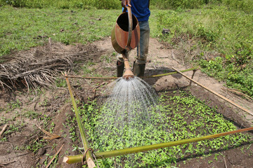 African farmer working inn his farm. Watering.  Belgium.