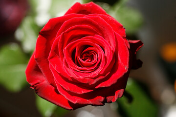 Red rose in spring in a garden.