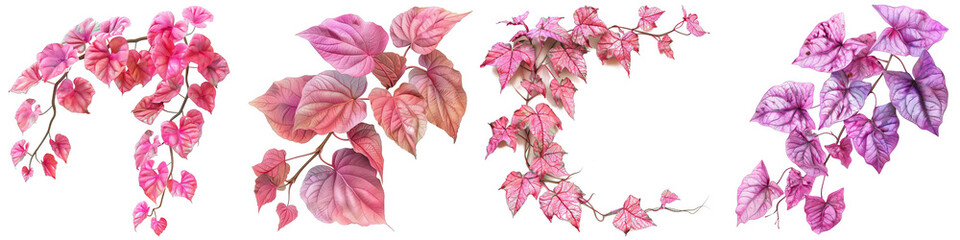 Fototapeta premium Pink and Purple Heart-Shaped Leaves Isolated on White Background, PNG File