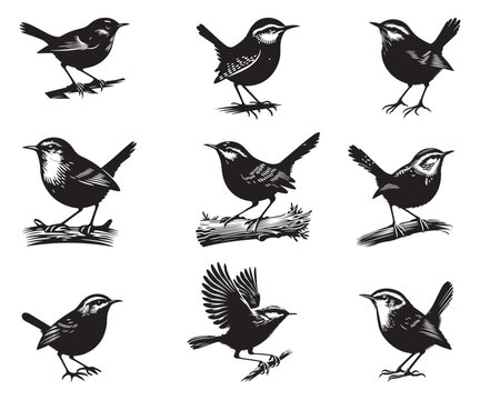Wren silhouette vector illustration style with white background.