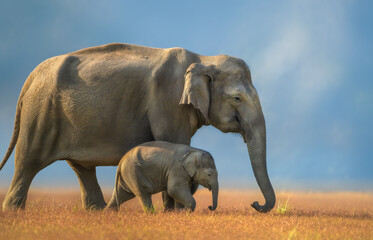 Elephant walking with cub with blue background  © JayantaGuha