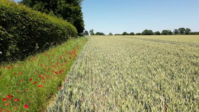 Red Field Poppies growing in an Arable Field Margin at the edge of a field of barley by a footpath. June, Kent, UK	