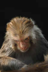 Monkey Rhesus Macaque Animal Portrait