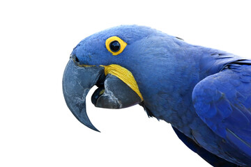 Close-up of a beautiful macaw parrot isolated on transparent background. Hyacinth macaw	