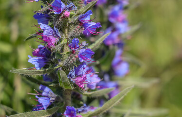 Echium vulgare, known as viper's bugloss and blueweed, is a species of flowering plant in the borage family Boraginaceae. 