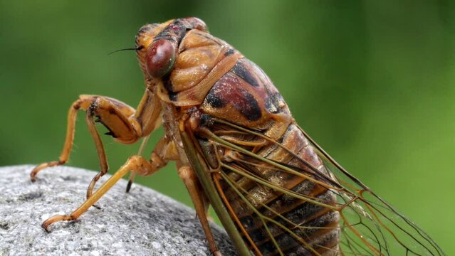 Close-up video of cicada. It is part of Brood X 17-year cicadas