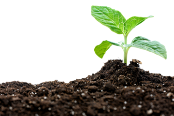 a green plant growing out of dirt