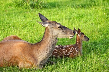 Little deer under the supervision of its mother