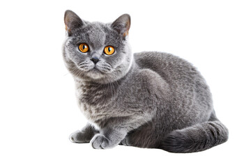 a cat with snow on its head