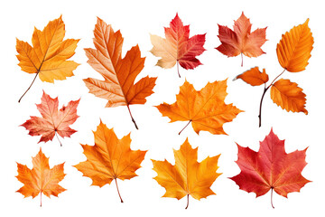 Obraz premium Autumn leaves png cut out set