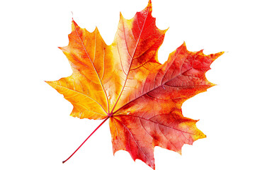 a close up of a leaf