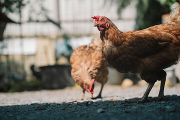 At the chicken farm nestled in the heart of nature, animals roam freely, grazing on the lush vegetation, ensuring they eat well and live harmoniously.