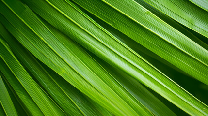Striped of palm leaf, Abstract green texture background.