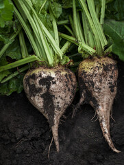 Harvested sugar beet root extracted from the ground, selective focus