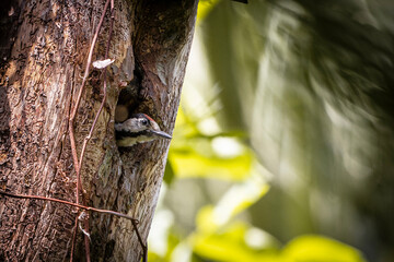 woodpecker standing in its nest