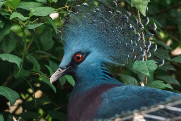Crowned in Blue: The Victoria Pigeon. Crested Splendor: Goura Victoria’s Quiet Gaze.