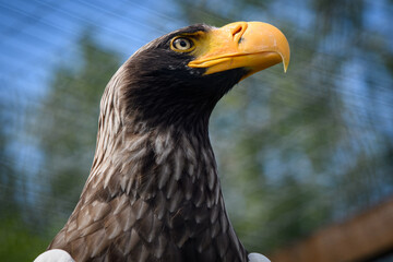 The Eagle’s Dominion. Aquila’s piercing gaze: Sovereignty in the skies.