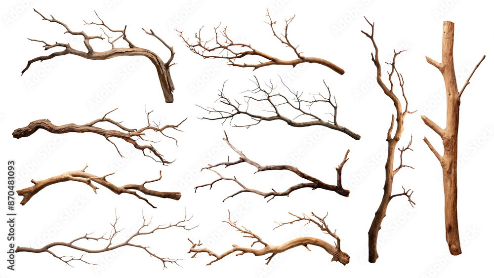 Poster tree branch png element set, transparent background