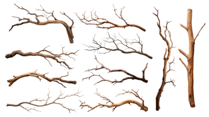 Tree branch png element set, transparent background