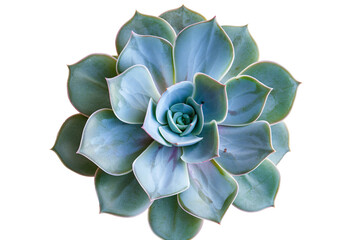a close up of a succulent plant
