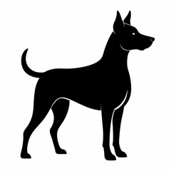 black and white dog