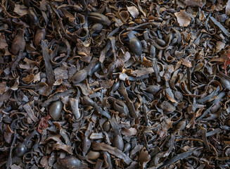 dry seaweed bladderwrack close up