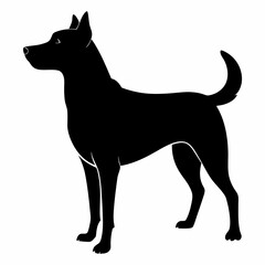 black and white dog