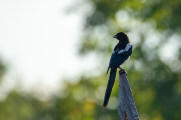 A magpie sits on a wooden stick with a green-white background with copyspace on a sunny summer morning. 