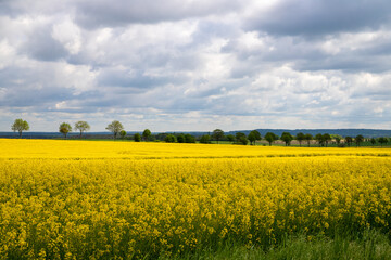 Rapeseed field with a row of trees in the background, dense clouds in the sky