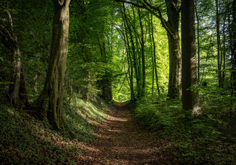 green forest in the sunshine