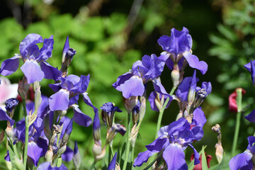 Blue irises bloom on the sunny day