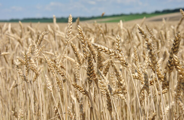 The ears of ripe wheat in the field close -up on a sunny summer day. Selective focus