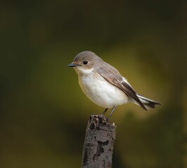 Selective focus shot of a female Pied flycatcher perched on a branch