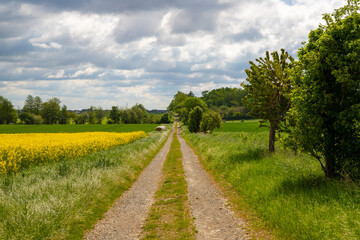 Dirt road with rounds of hay bales at the edge and trees, cloudy