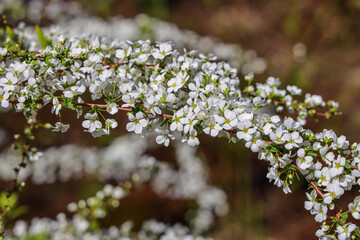 Flowering white Garland Spirea, Spiraea 'Arguta', A rounded deciduous shrub with slender arching shoots bearing small lance-shaped leaves and clusters of small white flowers.