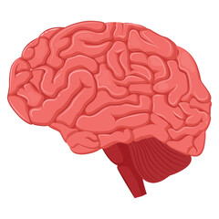 Vector illustration of a human brain. The concept of organs for study for medical and biological purposes. Picture for books, magazines and articles