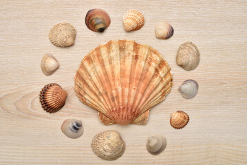 Sea shells of different sizes, shapes and colors on the brown wooden background. Top view. Close-up. Copy space.