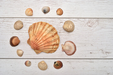 Sea shells of different sizes, shapes and colors on the vintage white scratched wooden texture. Top view. Close-up. Copy space.