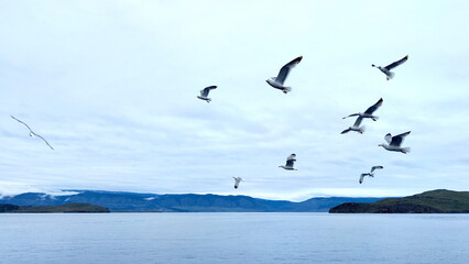 Seagulls Flying above the Lake Baikal