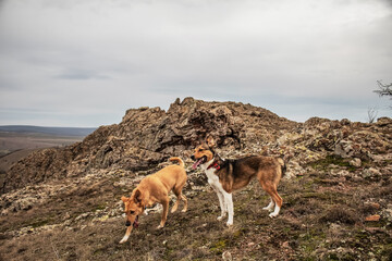 Grota Haiducilor, DN22D 12, Caugagia, Europe, Romania, 2024 year