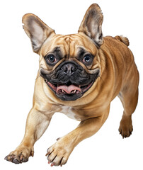 Fototapeta premium Adorable Brown French Bulldog Running Playfully – Happy and Energetic Dog