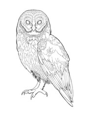 Detailed owl bird drawing Line Art coloring book realistic clipart design wild animal doodle graphic black white contour sketch outline print feathers ornamental pattern digital printable page 