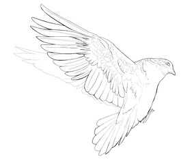 Linear drawing pigeon coloring book clip art design dove bird peace symbol detailed realistic outline Line Art coloring page design realistic wild animal doodle hand drawn graphic postcard wedding png