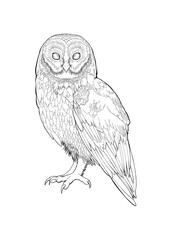 Detailed owl bird drawing Line Art coloring book realistic clipart design wild animal doodle graphic black white contour sketch outline print feathers ornamental pattern digital printable page png 